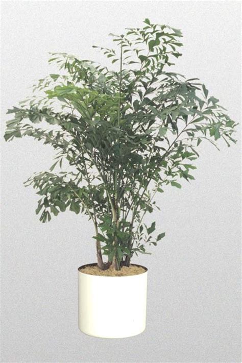 Palm Fishtail - Growing Roots: Indoor Plant Care Professionals