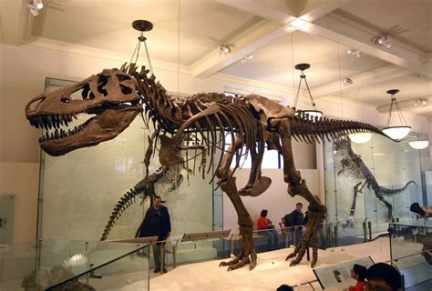 Cuánto cuesta un esqueleto de dinosaurio Musee histoire naturelle