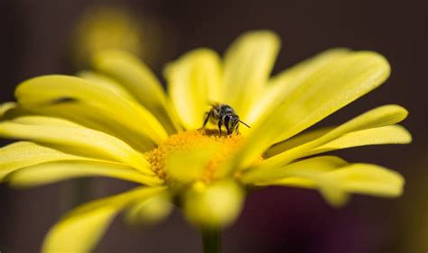 Macro Photography Of Bee · Free Stock Photo