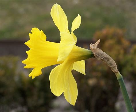 Filenarcissus Pseudonarcissus Flower Side Wikimedia Commons