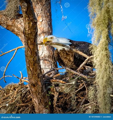 Close Up Of American Bald Eagle Arranging Nesting Material Stock Photo