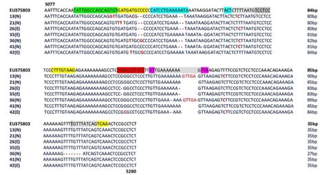 Sequence Analysis Of The Mcpyv Nccr Recovered From Plasma The