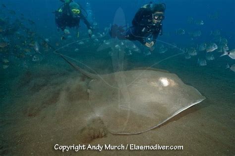 Roughtail stingray - Alchetron, The Free Social Encyclopedia