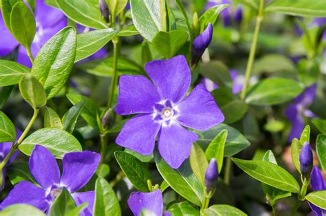 Vinca Minor Bowles S Variety Lesser Periwinkle