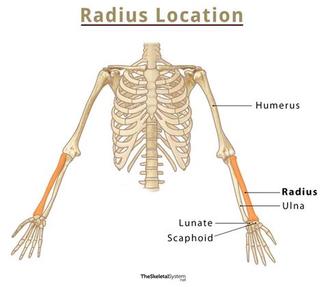 Radius And Ulna