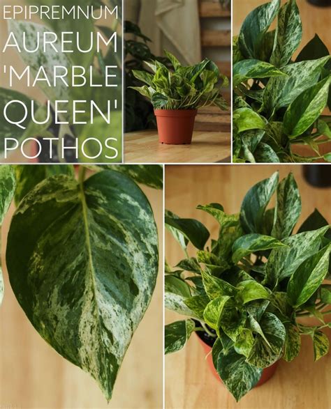 Epipremnum Aureum Marble Queen Pothos Marble Queen Pothos Plants House Plants