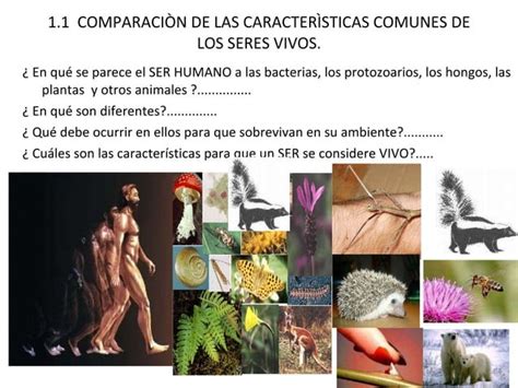 LA BIODIVERSIDAD RESULTADO DE LA EVOLUCIÓN PPT