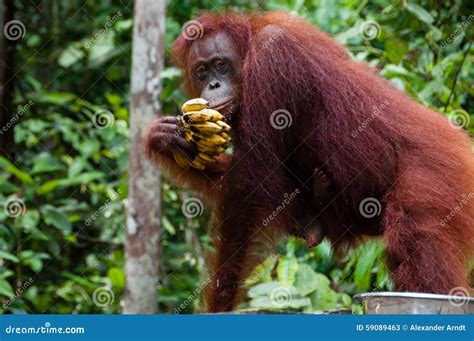 Orang Utan Eating Bananas In Borneo Indonesia Stock Image Image Of