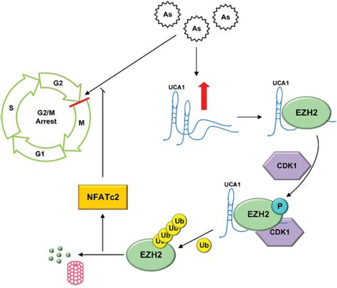 A Schematic Depicting The Interplay Of Uca With Ezh To Mediate