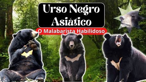 Urso Negro Asi Tico Urso Lua O Malabarista Selvagem Ursus