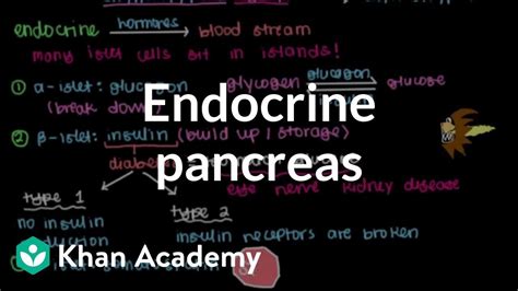 Endocrine Pancreas Gastrointestinal System Physiology Nclex Rn Khan Academy Youtube