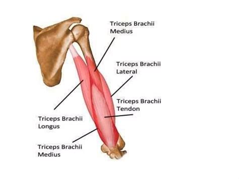 Upper Limb Muscles Ppt