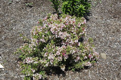 Rainbow Sensation Weigela Weigela Florida Kolmagira In Naperville Aurora Batavia Oswego