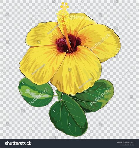 Yellow Hibiscus Flower Drawing Vector Illustrations Stock Vector Royalty Free 2239773451