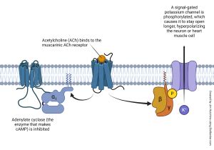 Signal Transduction – Introduction to Neuroscience