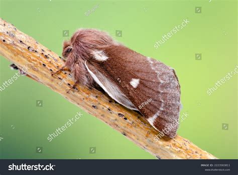 Small Eggar Moth Eriogaster Lanestris Sitting Stock Photo