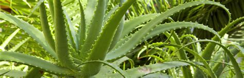 Uses of Aloe Vera in Dogs: Benefits & How to Use | My Pet Needs That