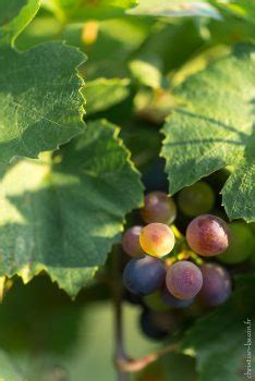 La Véraison au cœur du vignoble des Coteaux du Quercy Christian