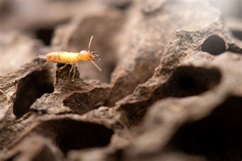 Whats The Difference Between Flying And Subterranean Termites