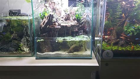 Aquaterrarium Feb Youtube