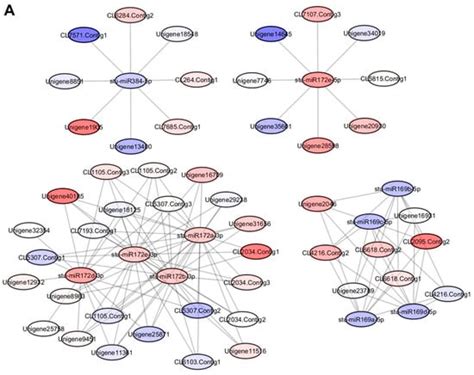 Agronomy Free Full Text Integrated Mirna And Mrna Transcriptome