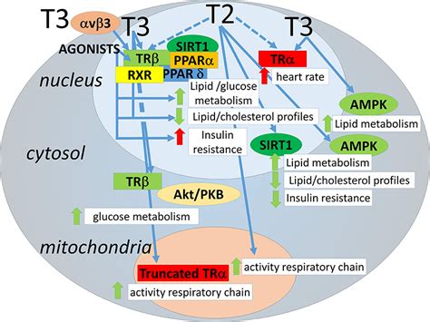 Frontiers New Avenues For Regulation Of Lipid Metabolism By Thyroid