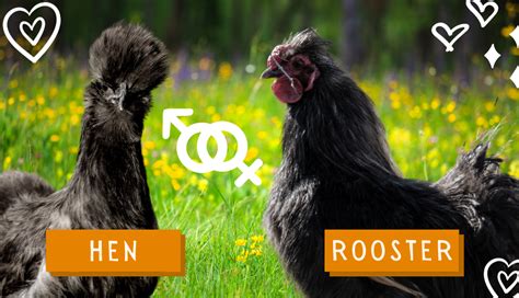 A Complete Guide To Silkie Chicken Colors Breeding Chart Sexing