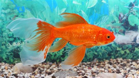 Fantail Goldfish 101 The Complete Care Guide Updated 2024