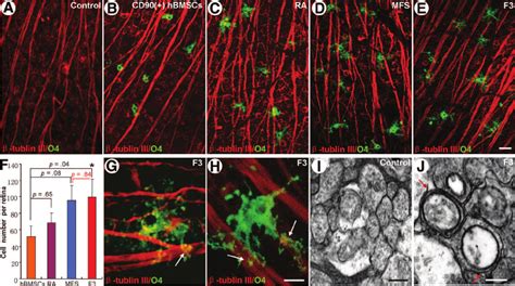 Possible Role Of Predifferentiated Myelinating Glia Like Cells From