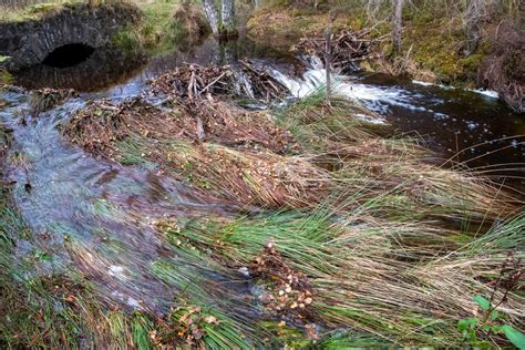 Beaver Impacts Beaver Trust