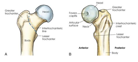 Chapter 7 Femur Pelvic Girdle Textbook Flashcards Quizlet