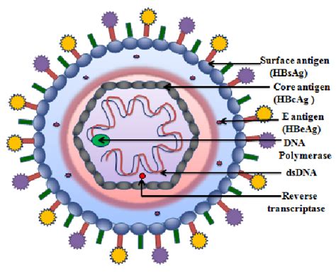 Hepatitis A Virus Structure