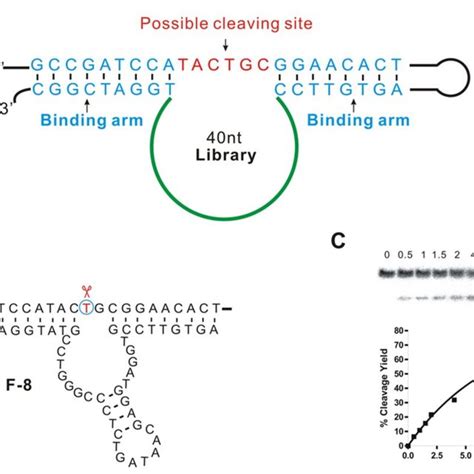 Major Types Of Dna Cleavage A Hydrolytic Cleavage Of Dna Po Bond