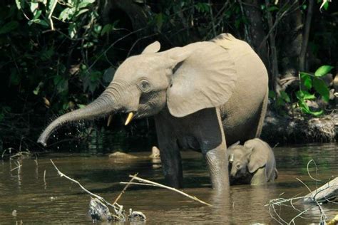 L’éléphant De Forêt D’afrique A été Ajouté à La Liste Des Espèces En Danger Critique D’extinction