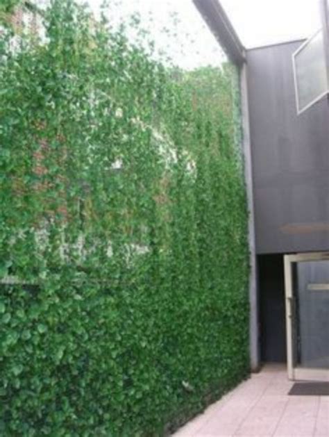 33 Ivy Vine Ideas Grow On The Fence Of The Backyard Privacy Screen