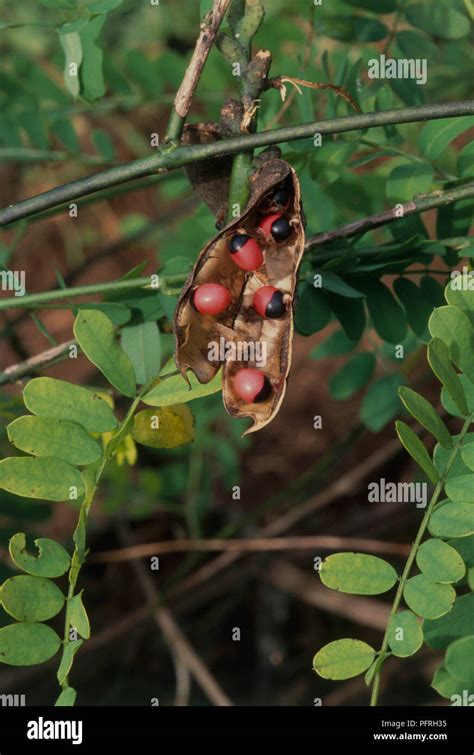 Abrus Precatorius Seeds Close Up Hi Res Stock Photography And Images