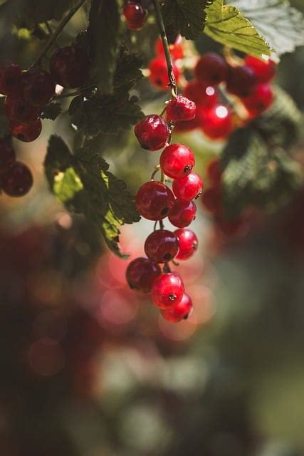 Diferencias Entre Picotas Y Cerezas Dos Variedades De Frutas