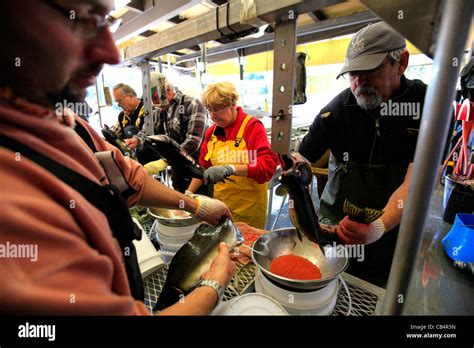 Salmon Hatchery Hi Res Stock Photography And Images Alamy