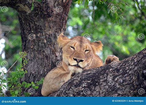 Lioness Panthera Leo Krugerii In Tree Stock Image Image Of Southern