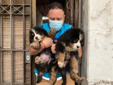 Pompeya Perros Hacinados Y M S De Aves Muertas En Un Criadero Ilegal