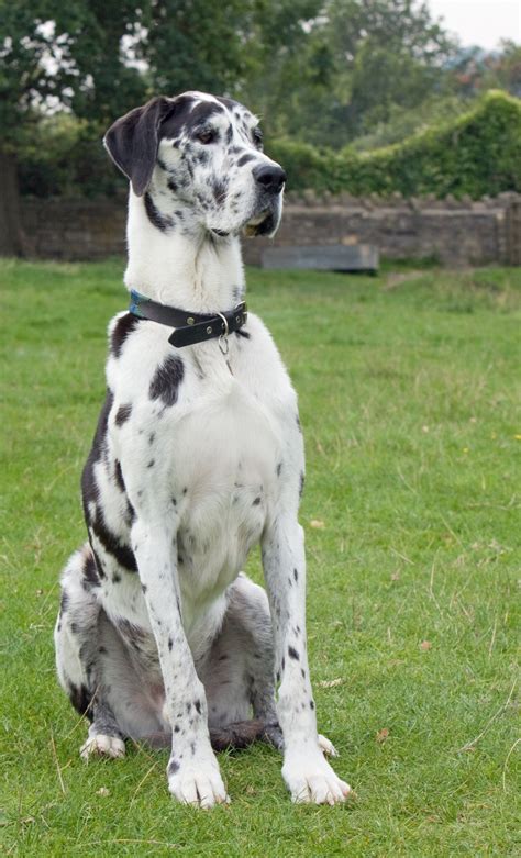 dog great dane  stock photo public domain pictures