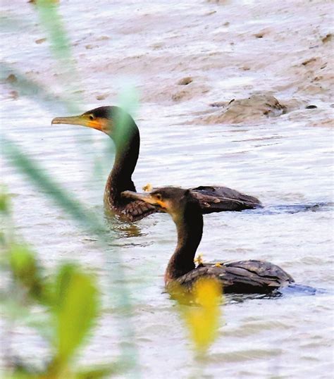 Trapped Cormorants Released Into Wild