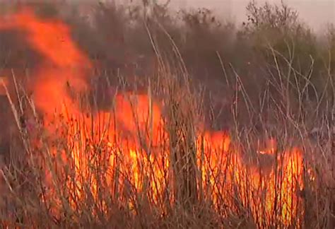 Incendios Forestales Arrasan Con Más De 700 Hectáreas En Yucatán En