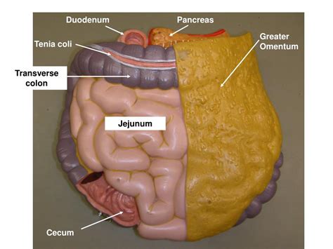 Ppt Digestive System Cat Histology And Models Powerpoint