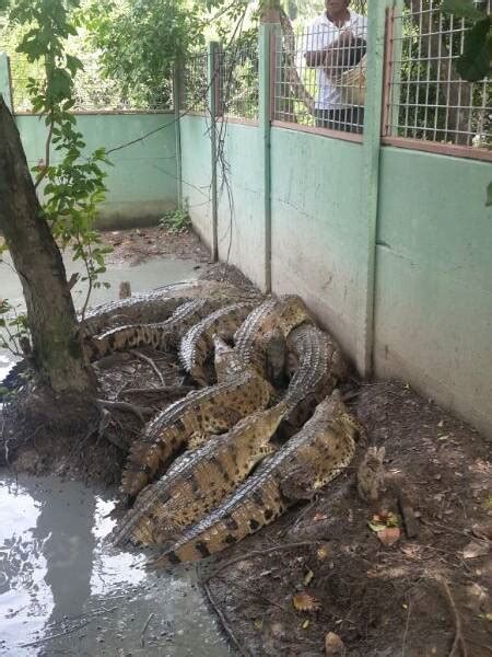 Nueva Cocodrilera De La Isla Santay Albergar Reptiles