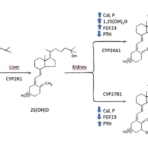 Vitamin D metabolism | Download Scientific Diagram