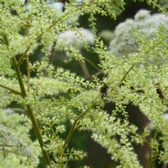 Astilbe Plantation Culture Et Entretien Nos Conseils