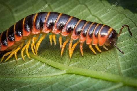 Orange Millipede Leaf — Stock Photo © ezumeimages #118275472