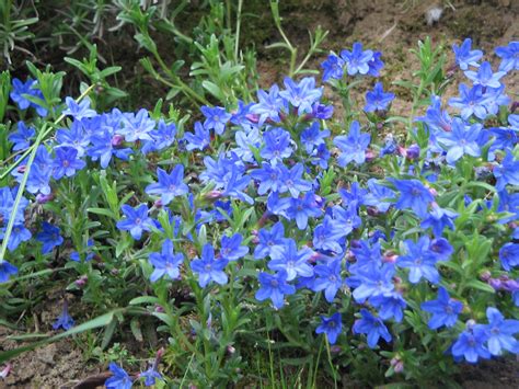 Lithodora diffusa ‘Heavenly Blue’ | Kiefer Nursery: Trees, Shrubs ...