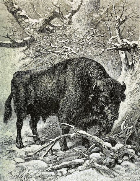 The European Bison Painting By Fredrich Sprecht Fine Art America